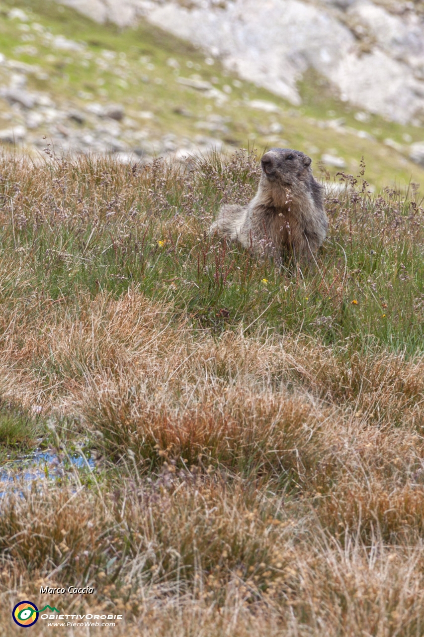 20_Marmotta svizzera.JPG